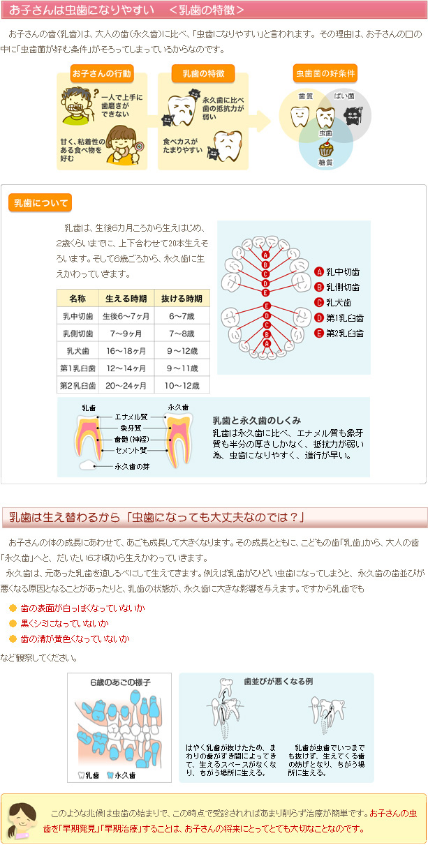 お子さんは虫歯になりやすい＜乳歯の特徴＞