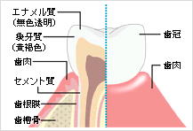 ホワイトニングの原理